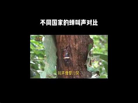 蟬聲唧唧意思|蝉鸣声用什么形容词来形容